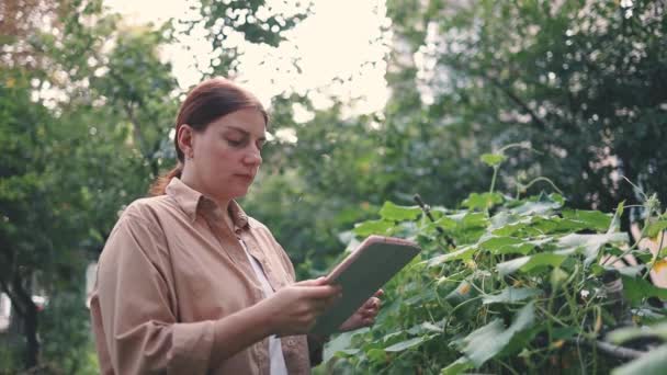 Vrouwelijke boer met behulp van tablet werken in de kas, het controleren van komkommer planten. Biologische landbouw en voedselproductie — Stockvideo