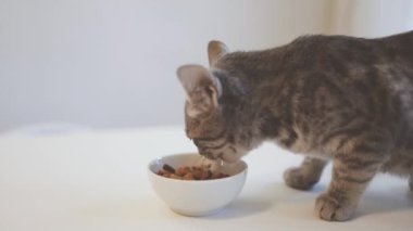 Pencerenin kenarındaki beyaz bir kaseden jöle yiyen sevimli gri kedi yavrusu. Evcil hayvanı evde tutmak