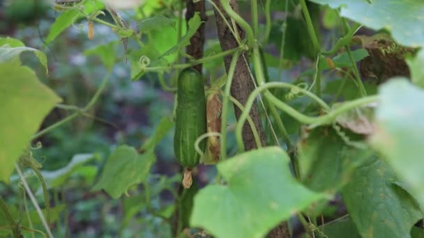 Grön gurkväxter som odlas på friland grönsaker för skörd. — Stockvideo
