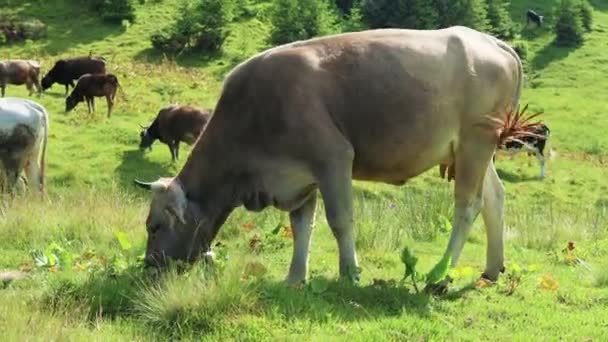 Grande manada de vacas pastam no prado. Cárpatos montanhas bela vista — Vídeo de Stock