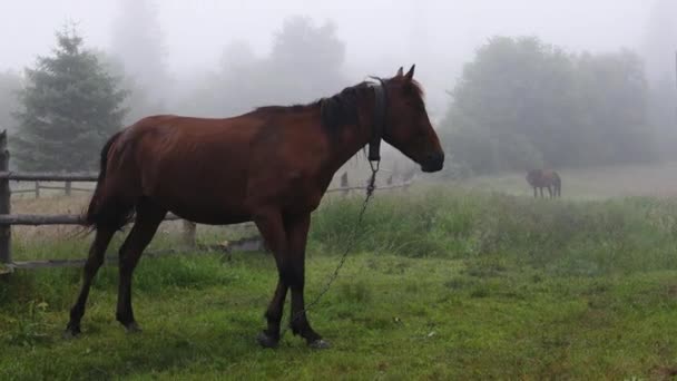 Caballo marrón en prados de prados de hierba en una niebla matutina — Vídeos de Stock