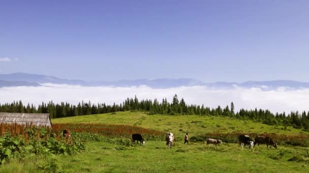 Hermoso paisaje con vacas marrones y blancas, montañas de los Cárpatos y campo en verano — Vídeos de Stock