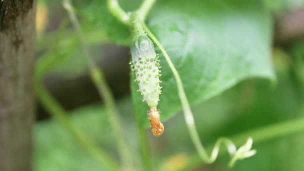 Gele bloem en groene komkommer. Komkommer in moestuin close-up. Biologische landbouw. — Stockvideo