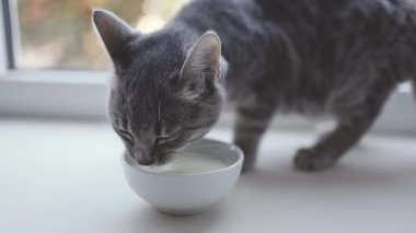 Küçük kedi yavrusunu kapatıyoruz. Beyaz arka planda kaseden süt yiyoruz. Fotokopi alanı var.
