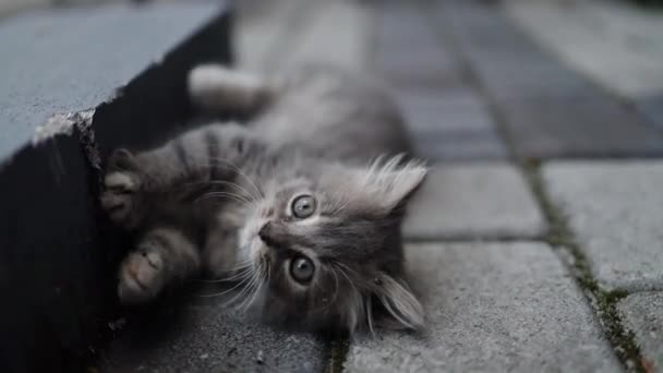 Bedårande tabby hemlös grå kattunge avkopplande på asfalterad väg utomhus, närbild — Stockvideo