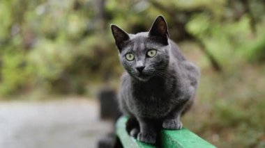 Evsiz, sevimli, gri kedi yağmurlu bir günde parkın uzak köşesine bakar. Evsiz hayvanlar.