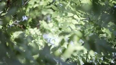 Ormandaki yeşil yaprakların arasından parlayan altın güneş. Doğa sabah taze ağaç yaprakları ile