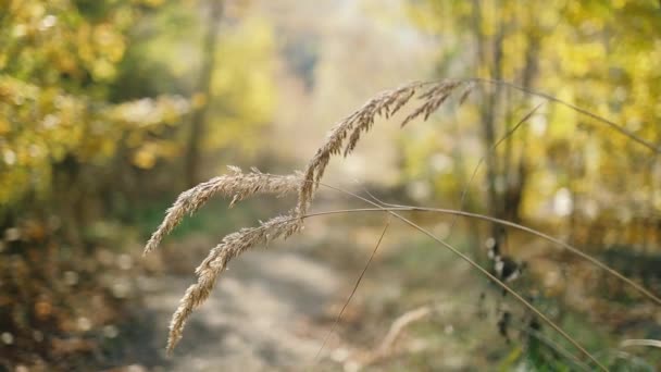 Zárja disocused kilátás szárított vad virágok és a fű a réten ősszel vagy tavasszal a fényes arany napsugarak lencse fáklya — Stock videók