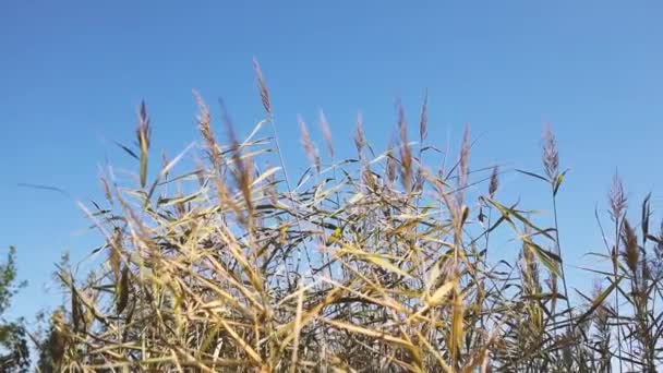 Streszczenie naturalnego tła miękkich roślin trawy pampas Cortaderia selloana poruszających się na wietrze przed błękitnym niebem na pięknej przyrody jesienią — Wideo stockowe