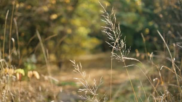 秋やレンズフレアと太陽の明るい黄金の光線春に牧草地で野生の花や草を乾燥させます。秋の抽象的な自然背景 — ストック動画