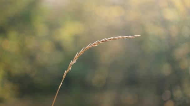 Belo spikelet abstrato de textura de grama no pôr do sol com reflexões e raios de sol — Vídeo de Stock