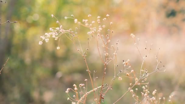 Droge wilde weide planten bloemen op de ochtend zonlicht achtergrond. Herfst veld achtergrond — Stockvideo