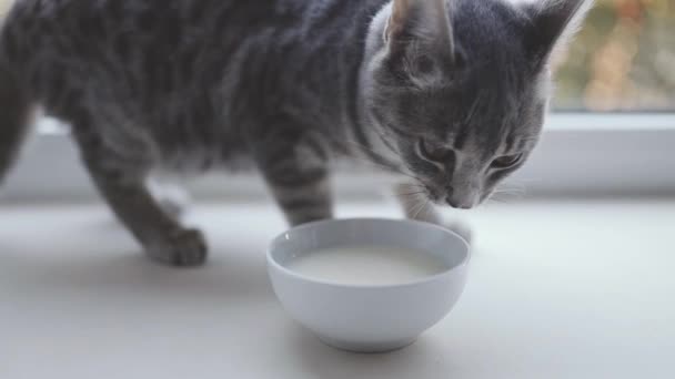 Adorable hungry gray kitten eating cat milk from bowl on table. Close up. Keeping domestic animal at home — Stock Video