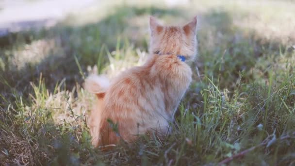 Adorable gatito esponjoso de jengibre con ojos verdes y un collar azul se sienta y se relaja en un prado soleado de primavera — Vídeo de stock