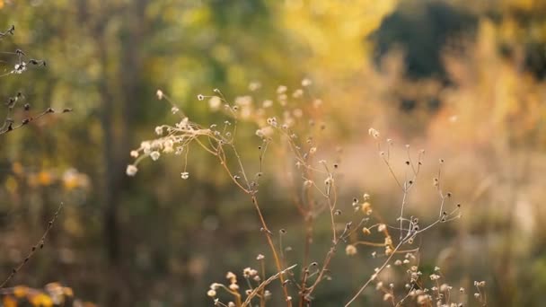 Paisagem quente abstrata de flores de plantas silvestres secas juntamente com grama seca em um fundo turvo. Luz solar suave hora dourada no campo — Vídeo de Stock