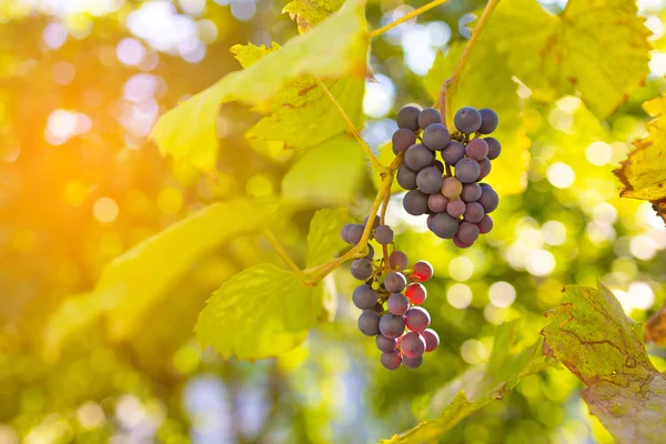 Reife Trauben Herbst Weinlese — Stockfoto