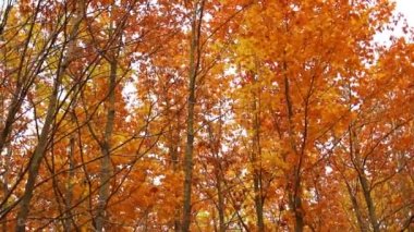 Sonbahar yeşilliği olan doğa. Sonbahar yapraklı güzel ağaçlar güneş doğarken bir şehir parkında