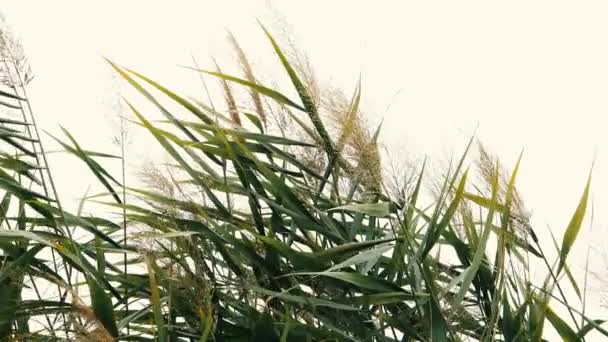 Campo de hierba pampeana en el cielo. Fondo natural abstracto de plantas blandas Cortaderia selloana moviéndose en el viento — Vídeos de Stock