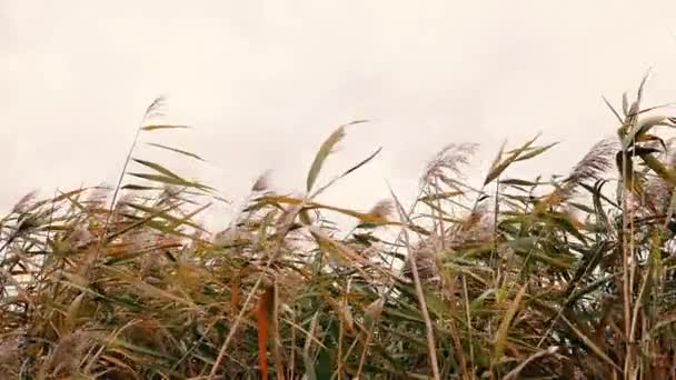 Коричнева зелена пампаська трава, що рухається вітром на фоні природи.. — стокове відео