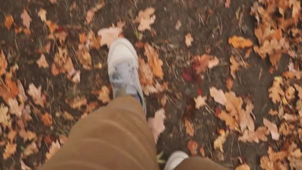 Sonbahar yaprakları arasında asfalt yolda spor ayakkabılı kadın turist bacakları. Sonbahar yapraklı doğa arkaplanı. — Stok video