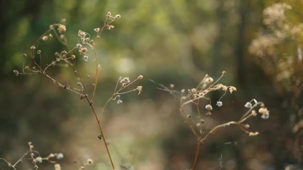 Κλείστε defocused θέα αποξηραμένα άγρια λουλούδια και γρασίδι σε ένα λιβάδι το φθινόπωρο ή την άνοιξη τις φωτεινές χρυσές ακτίνες του ήλιου με φακό φωτοβολίδα — Αρχείο Βίντεο