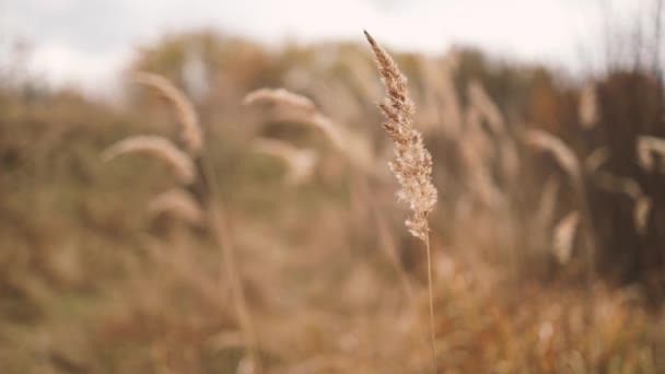 Természet ősszel. Kivonat száraz fű virágok, fűszernövények a szabadban mozog a szél — Stock videók