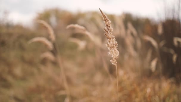 Natura jesienią. Streszczenie suche kwiaty trawy, zioła na zewnątrz poruszające się na wietrze — Wideo stockowe