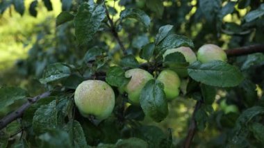 Taze yeşil elmalar bahçede bir ağaçta güneşe karşı hasat etmeye hazır.