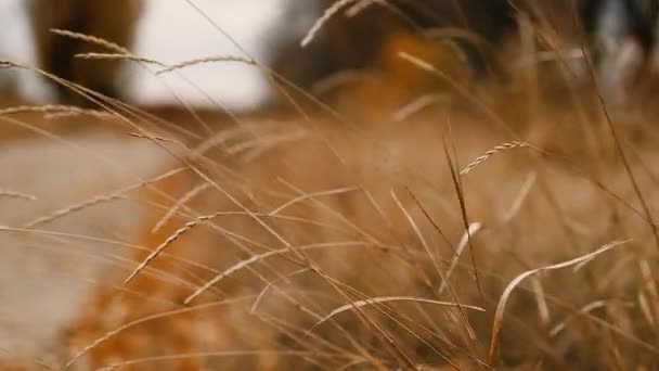 風に揺れる美しいふわふわの乾燥した黄金の植物。暖かい冬、気候変動 — ストック動画