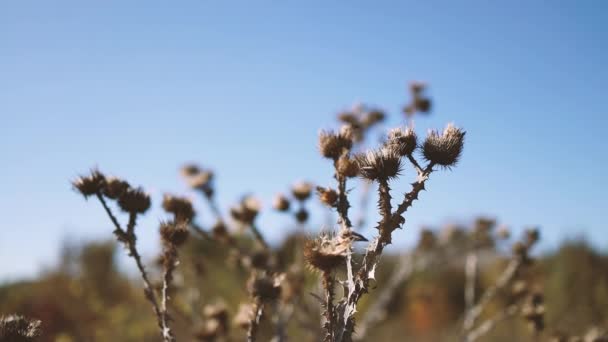 Κοντινό πλάνο αποξηραμένων καφέ λουλουδιών στις ακτίνες του ήλιου του ηλιοβασιλέματος σε ένα φθινοπωρινό χωράφι. Ηρεμία και φυσικό υπόβαθρο — Αρχείο Βίντεο