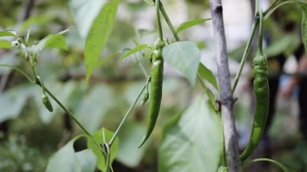 Färska gröna chilipeppargrönsaker som odlas på en gren av en grönsak på friland för skörd. — Stockvideo