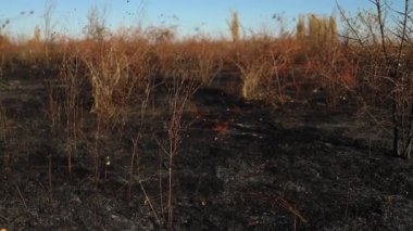 Soluk yanmış çimenler. Ateş üstüne ateş yanan toprağın siyah arkaplanı. Çok kurak bir dönemden sonra yıkıcı bir orman yangınından ve yıldırımlı bir geceden sonra.