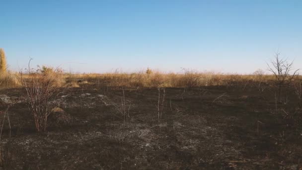Verbrannte Erde nach einem Brand, Hintergrundstruktur. Brandgefahr — Stockvideo