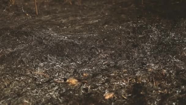 Cinzas após grama queimada, textura de fundo. Concepção ecológica. Perigo de incêndio — Vídeo de Stock