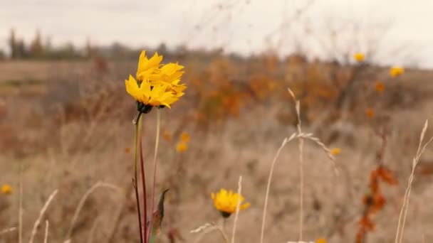 Natureza no Outono. Abstrato plantas delicadas secas, flores de grama, ervas ao ar livre em movimento ao vento — Vídeo de Stock