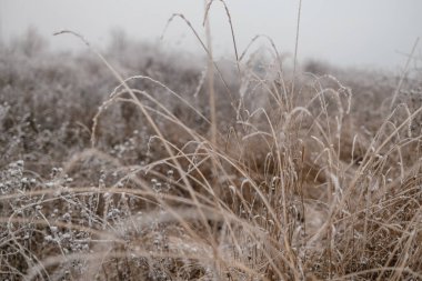 Kışın buz gibi soğuk beyaz buzla kaplanmış dallar..
