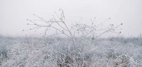 Замороженные Стебли Сушеных Растений Зимнем Лугу Размытым Фоном Зимний Фон — стоковое фото