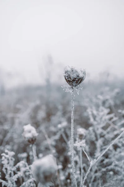 Frost Täckta Stjälkar Torra Vilda Blommor Daucus Carota Vintern Äng — Stockfoto