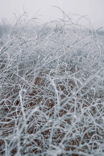 Fagy Borított Szárak Szárított Növények Téli Réten Homályos Háttér Téli — Stock Fotó