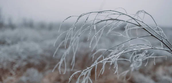 Замороженные Стебли Сушеных Растений Зимнем Лугу Размытым Фоном Зимний Фон — стоковое фото