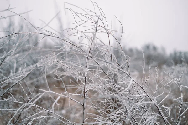 Ветви Мороз Снег Зимой — стоковое фото