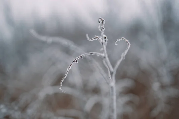 Замороженные Стебли Высушенных Растений Зимнем Лугу Размытом Фоне Новогодняя Рождественская — стоковое фото