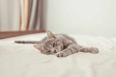 Mavi gözlü çizgili gri kedi yavrusu rahat bir evde yatağın üzerinde yatıyor ve dinleniyor. Kedi günü tatili