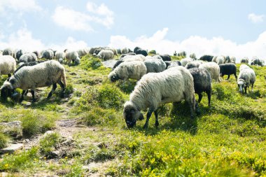 Dağlardaki bir tepede koyun sürüsü. Güzel dağ manzarası. Karpatlar, Ukrayna.