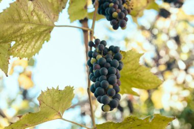 Sarmaşıktaki olgun kırmızı şarap üzümlerinin yakın çekimi. Hasat et