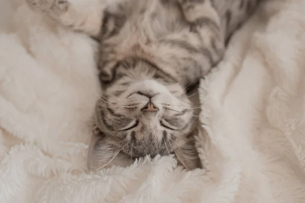 かわいいグレーの子猫は白い柔らかい毛布の下のソファで眠ります 幸せなペットと居心地の良い家の背景 — ストック写真