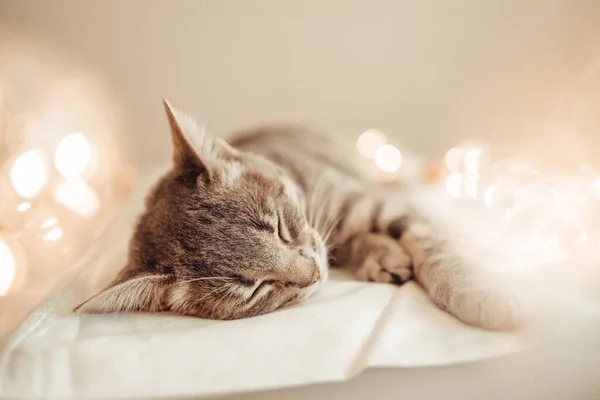 Glückliche Graue Katze Liegt Einem Bequemen Bett Auf Einer Decke — Stockfoto