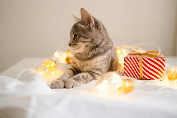 Gatto Adorabile Sdraiato Letto Accogliente Con Luci Oro Natale Bokeh — Foto Stock