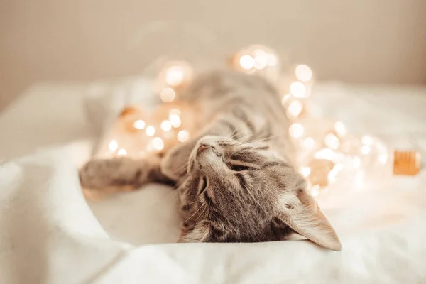 可爱的猫躺在舒适的床上 头戴金色的圣诞彩灯 头戴礼品盒 可爱的小猫放松和玩金球玩具 — 图库照片