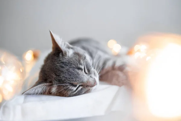 Pigro Gattino Grigio Tavolo Dorme Una Morbida Coperta Lana Divano — Foto Stock